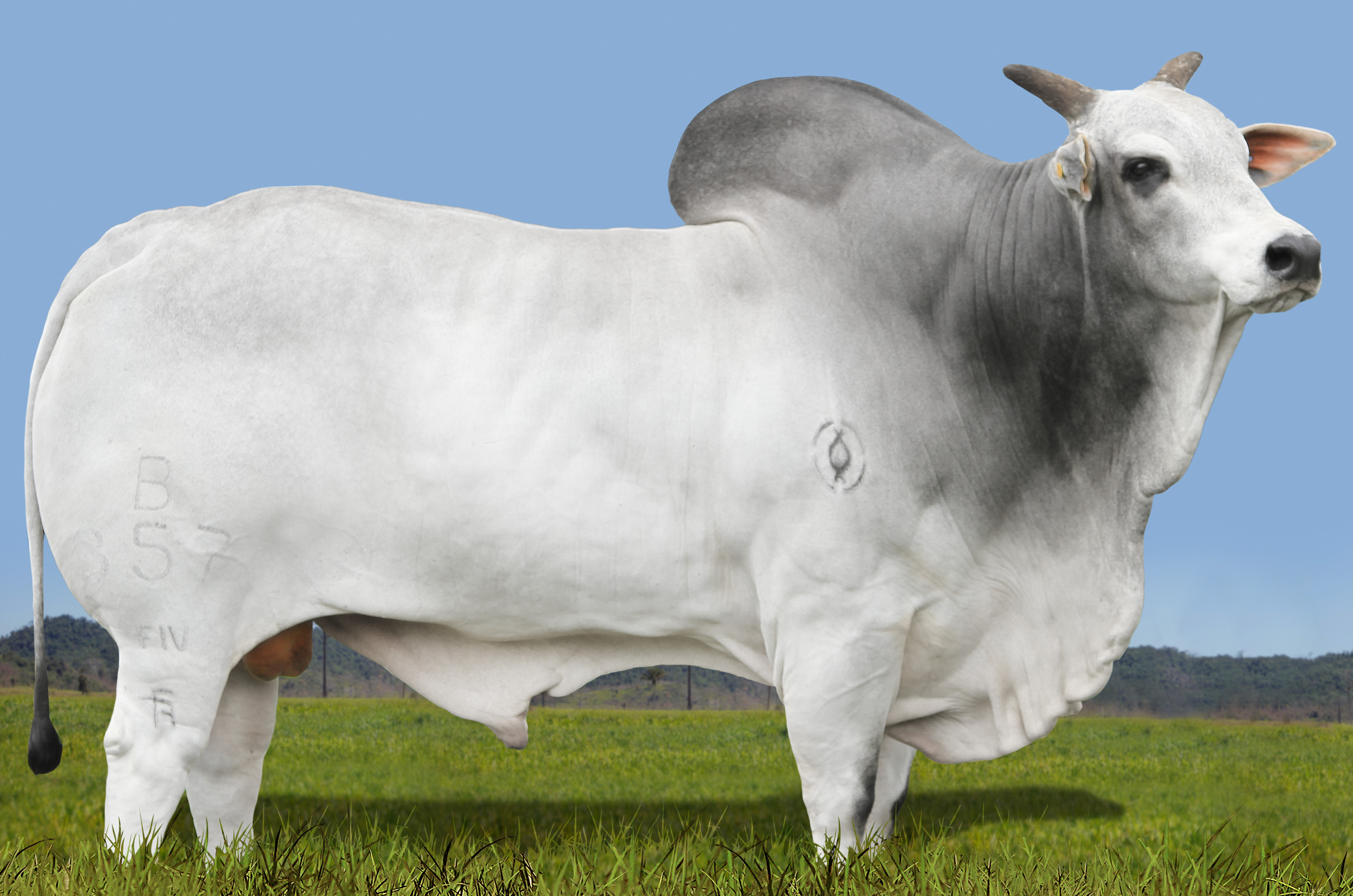 CIA BOSS FS